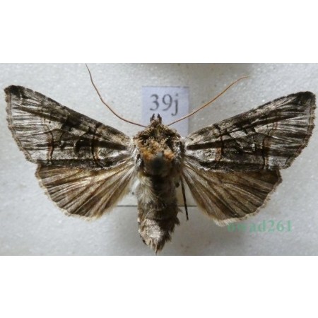 Abrostola tripartita (Hufnagel, 1766) Czech39j